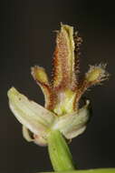 صورة Ophrys speculum subsp. regis-ferdinandii (Acht. & Kellerer ex Renz) Soó