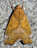 Image of Yellow Scallop Moth