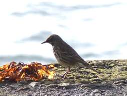 Anthus petrosus petrosus (Montagu 1798) resmi