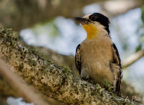 Слика од Melanerpes cactorum (d'Orbigny 1840)