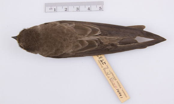Image of <i>Riparia <i>riparia</i></i> riparia (Linnaeus 1758)