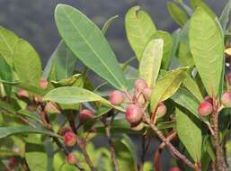 Image of Ficus variolosa Lindl. ex Benth.