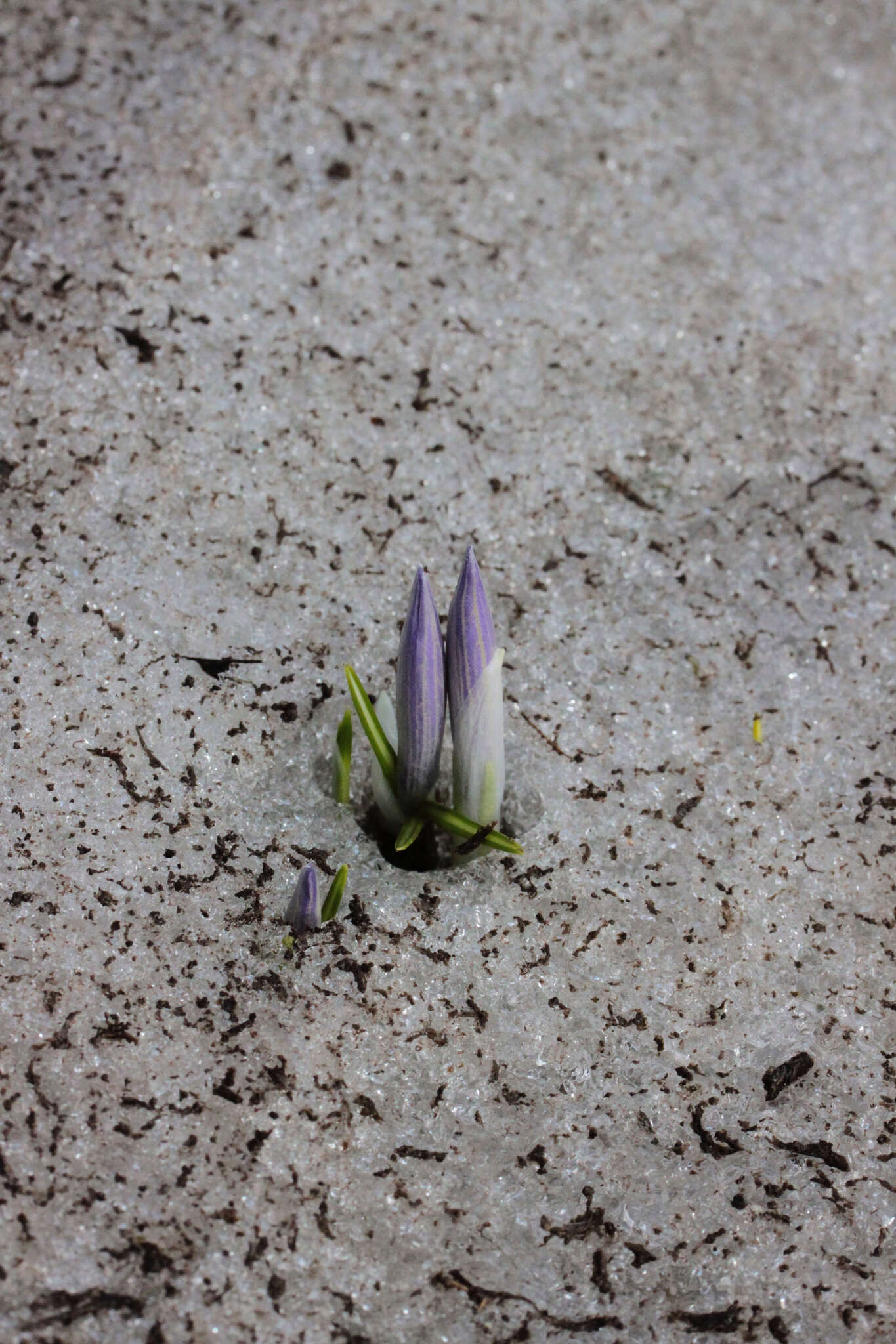 Image of Crocus neapolitanus (Ker Gawl.) Loisel.