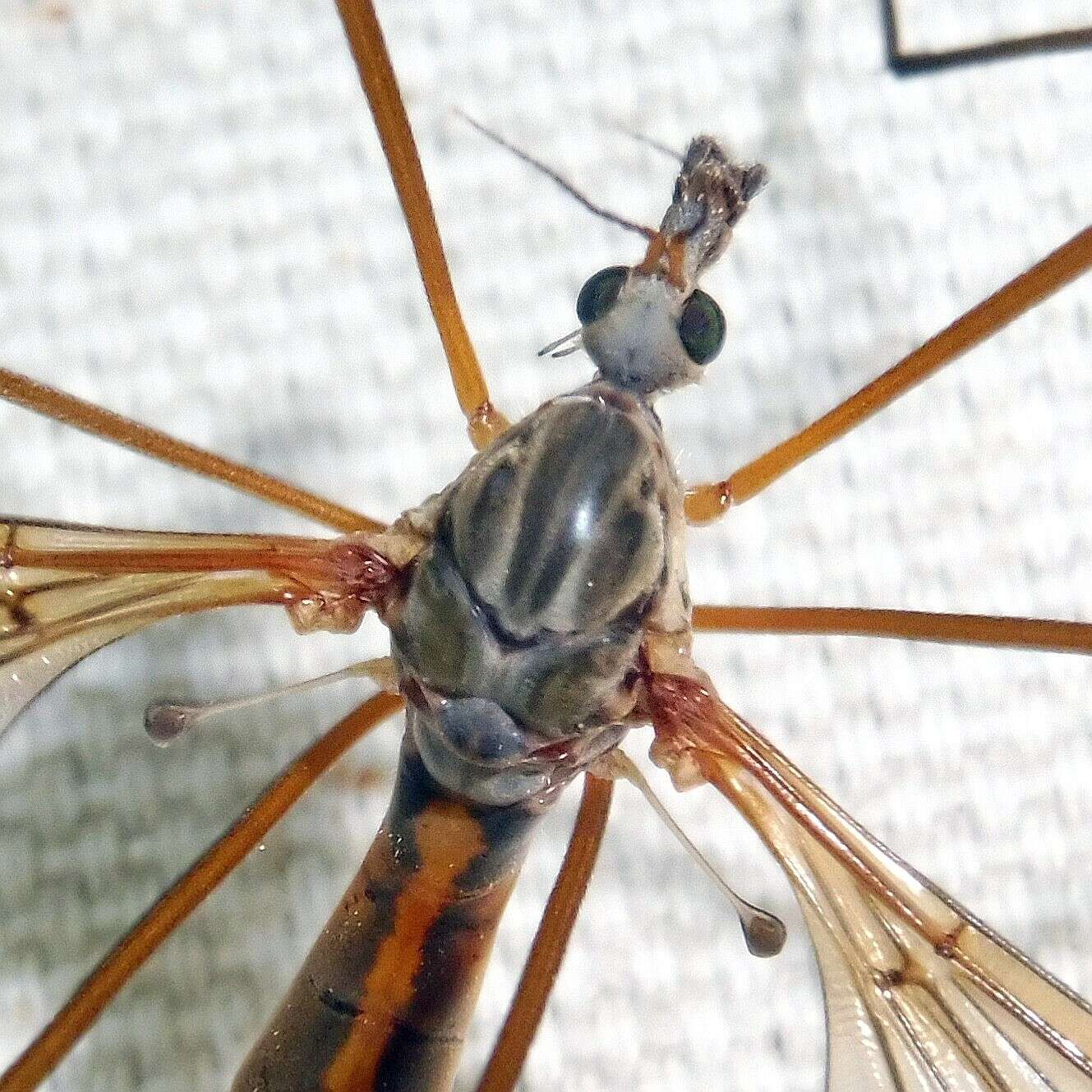 Image of Tipula (Dendrotipula) flavolineata Meigen 1804