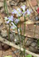 Image of northern bluethread