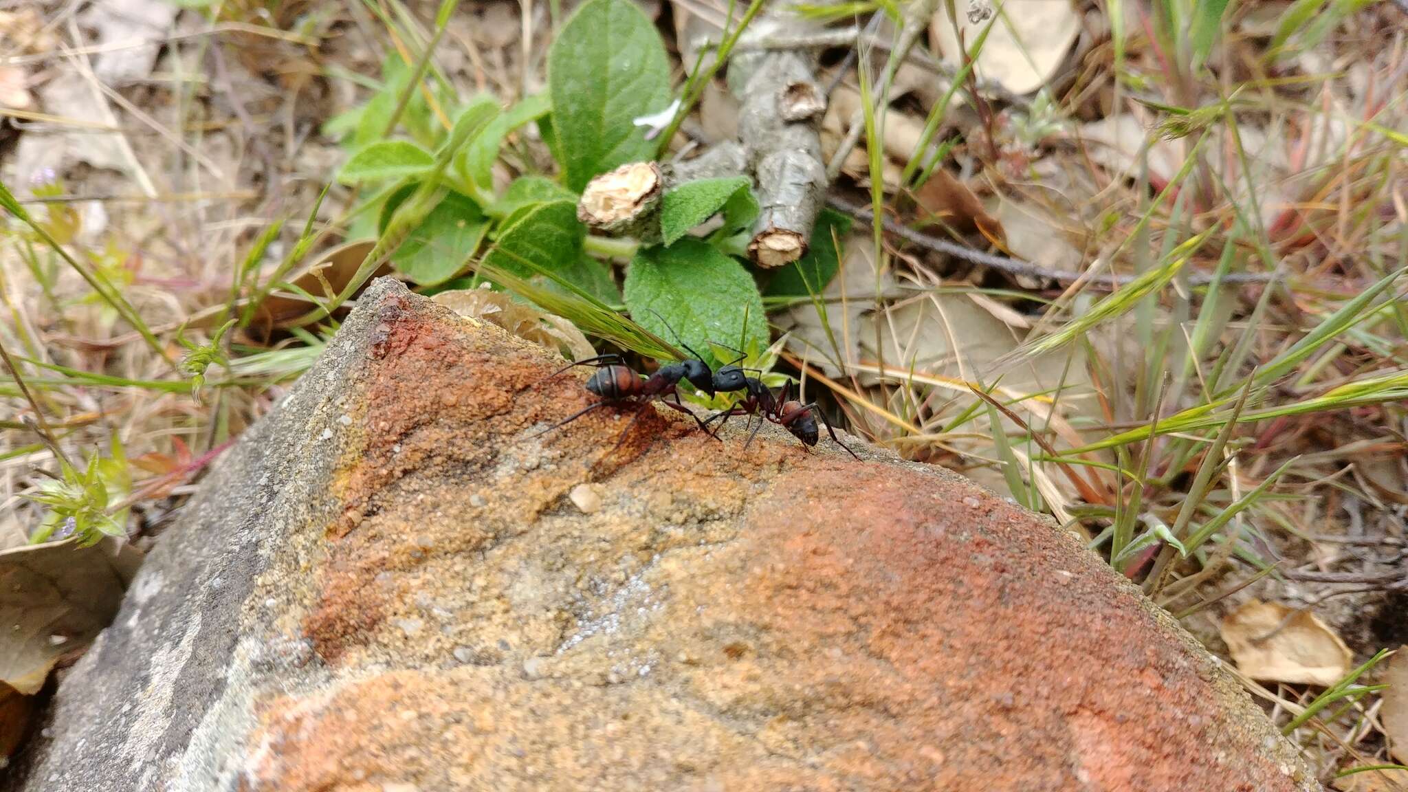 Image of Camponotus cruentatus (Latreille 1802)