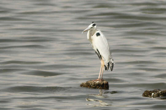 صورة Ardea cinerea monicae Jouanin & Roux 1963