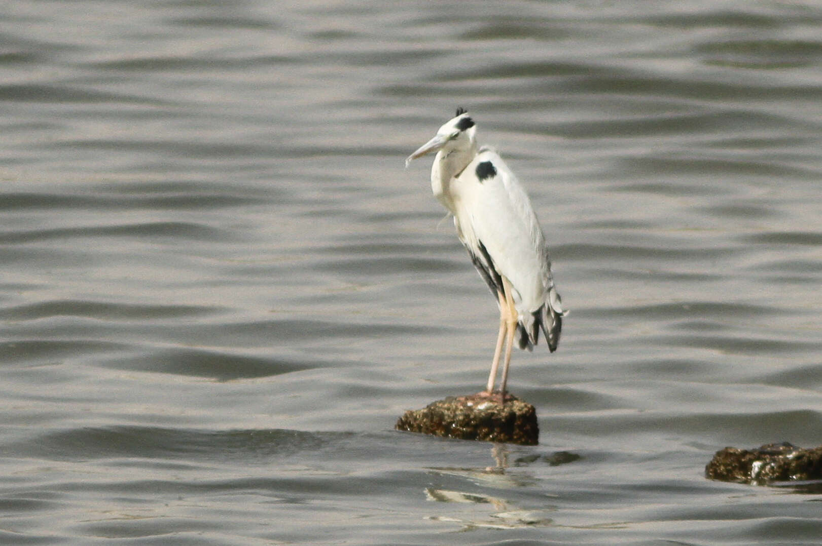 صورة Ardea cinerea monicae Jouanin & Roux 1963