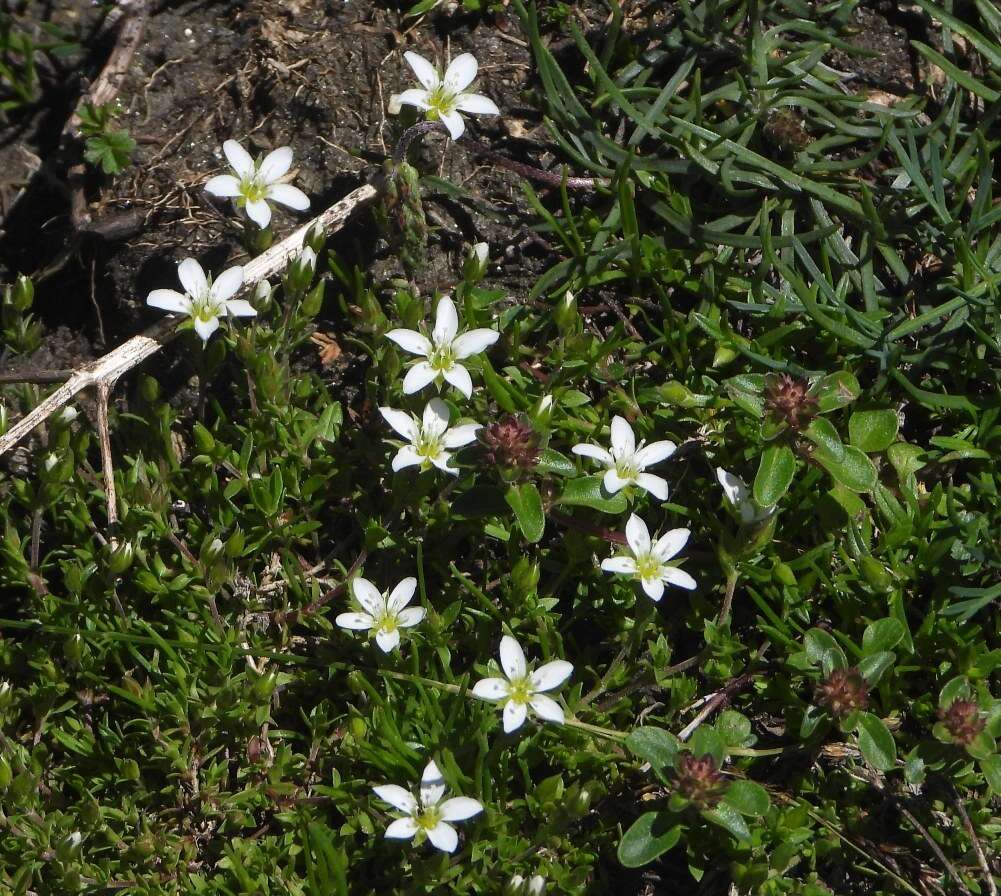 Image of Minuartia recurva (All.) Schinz & Thell.