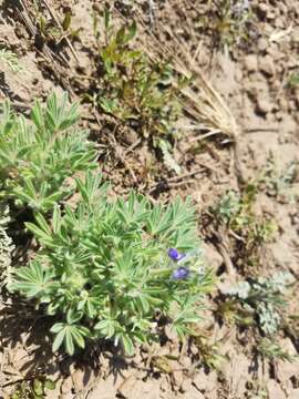 Image of King's Lupine