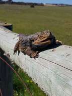 Image of Bearded Dragon