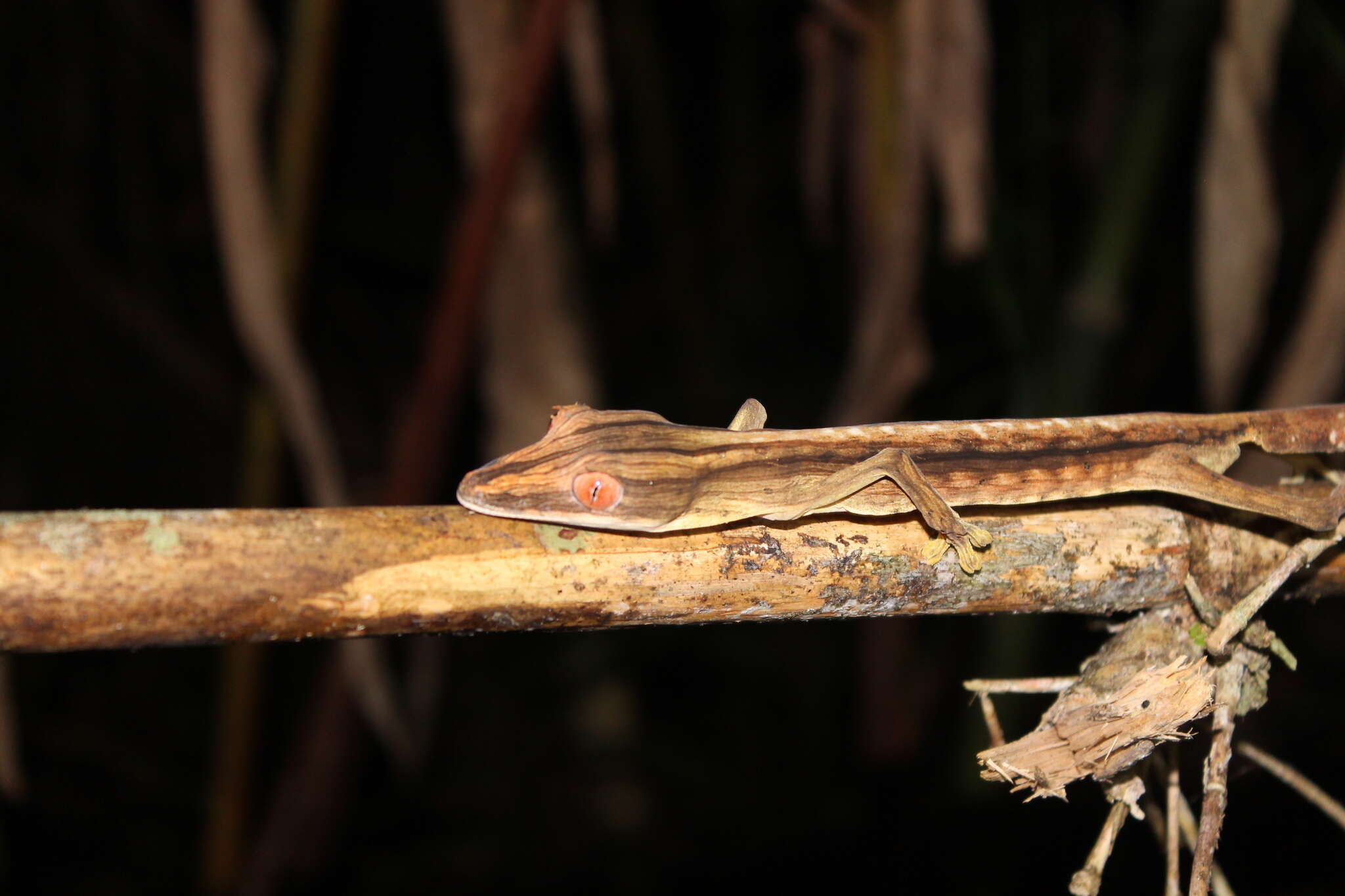 Image of Lined Flat-tail Gecko