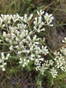 Plancia ëd Eupatorium linearifolium Walt.