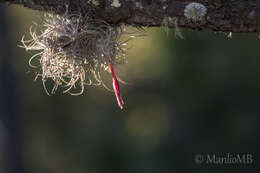 Image of Tillandsia erubescens var. arroyoensis W. Weber & Ehlers