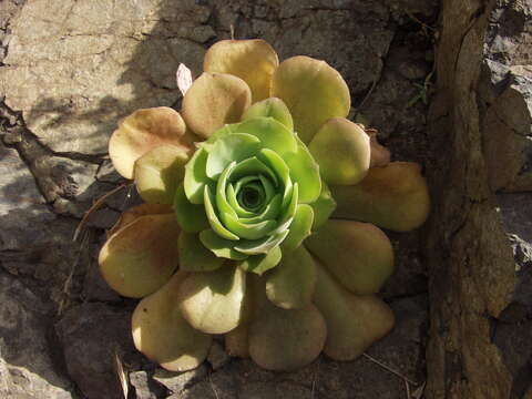 Image of Aeonium canariense subsp. christii (Burchard) Bañares