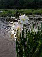 Image of Shoals Spider-Lily