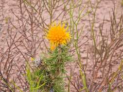 Image of Chuquiraga erinacea D. Don