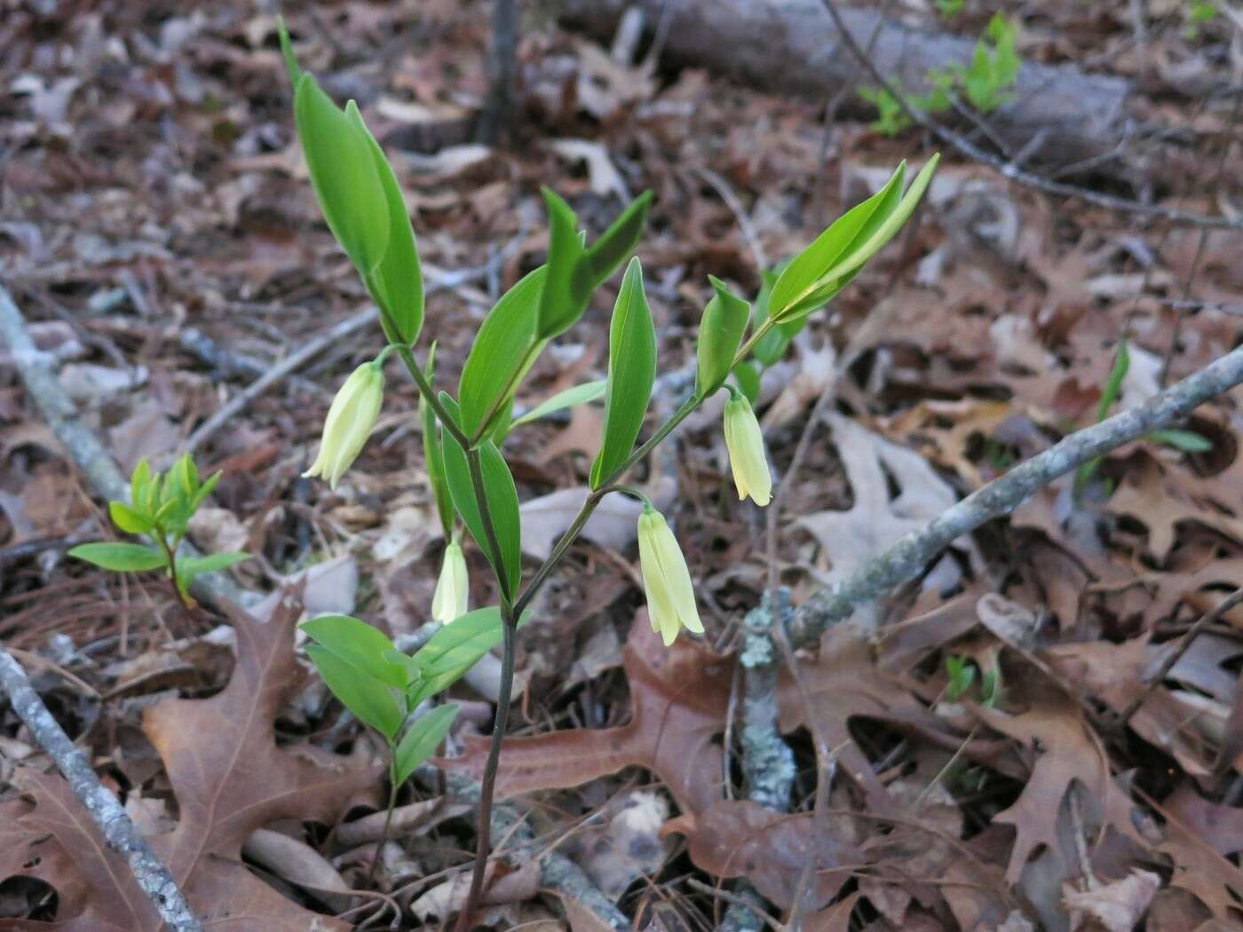 Image of mountain bellwort