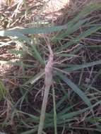 Image of common flax