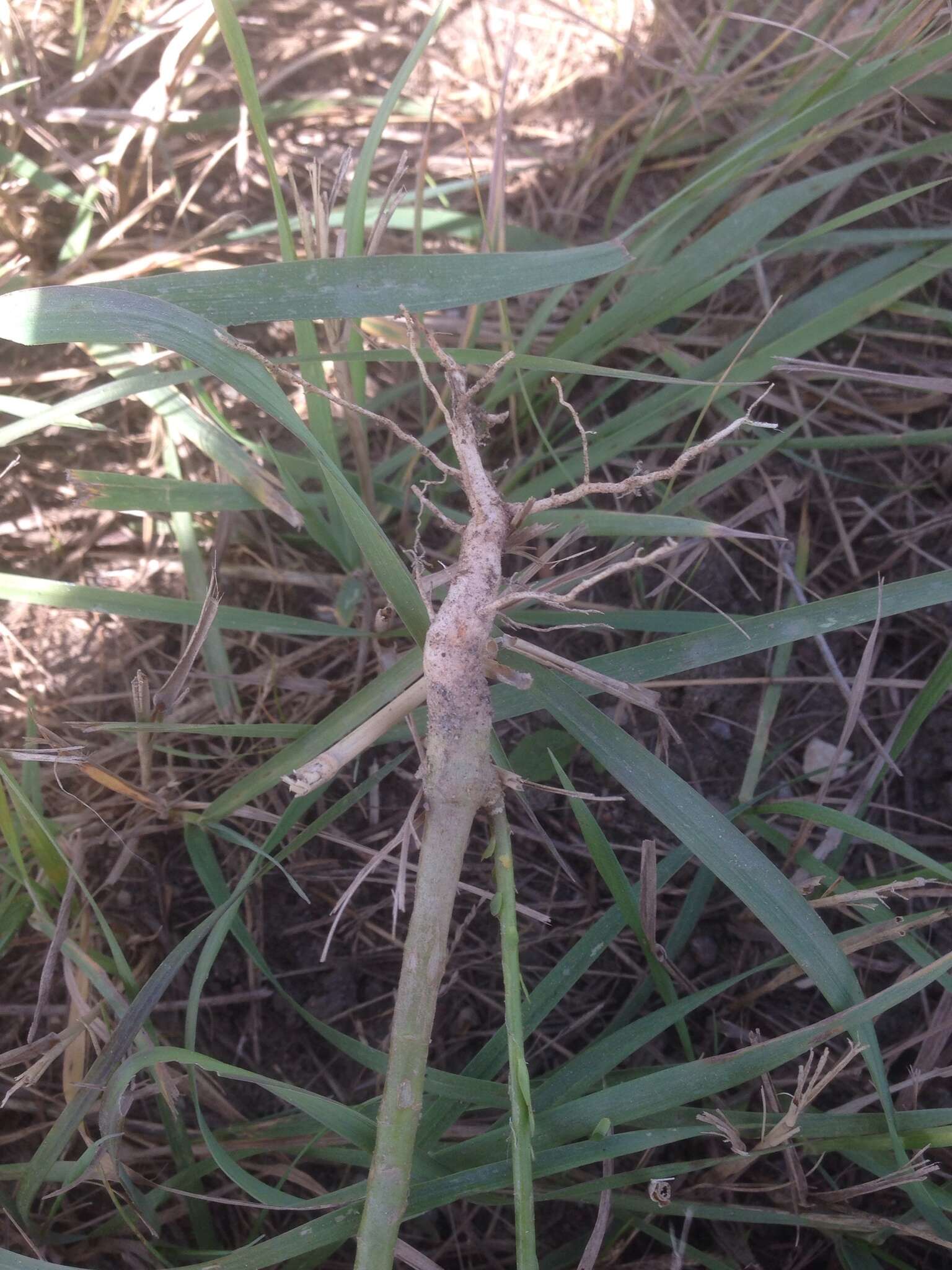 Image of common flax