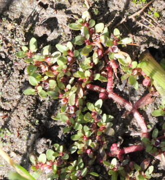 Image of Short-Seed Waterwort