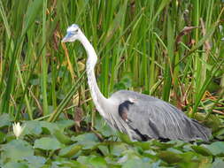 Image of Ardea herodias wardi Ridgway 1882