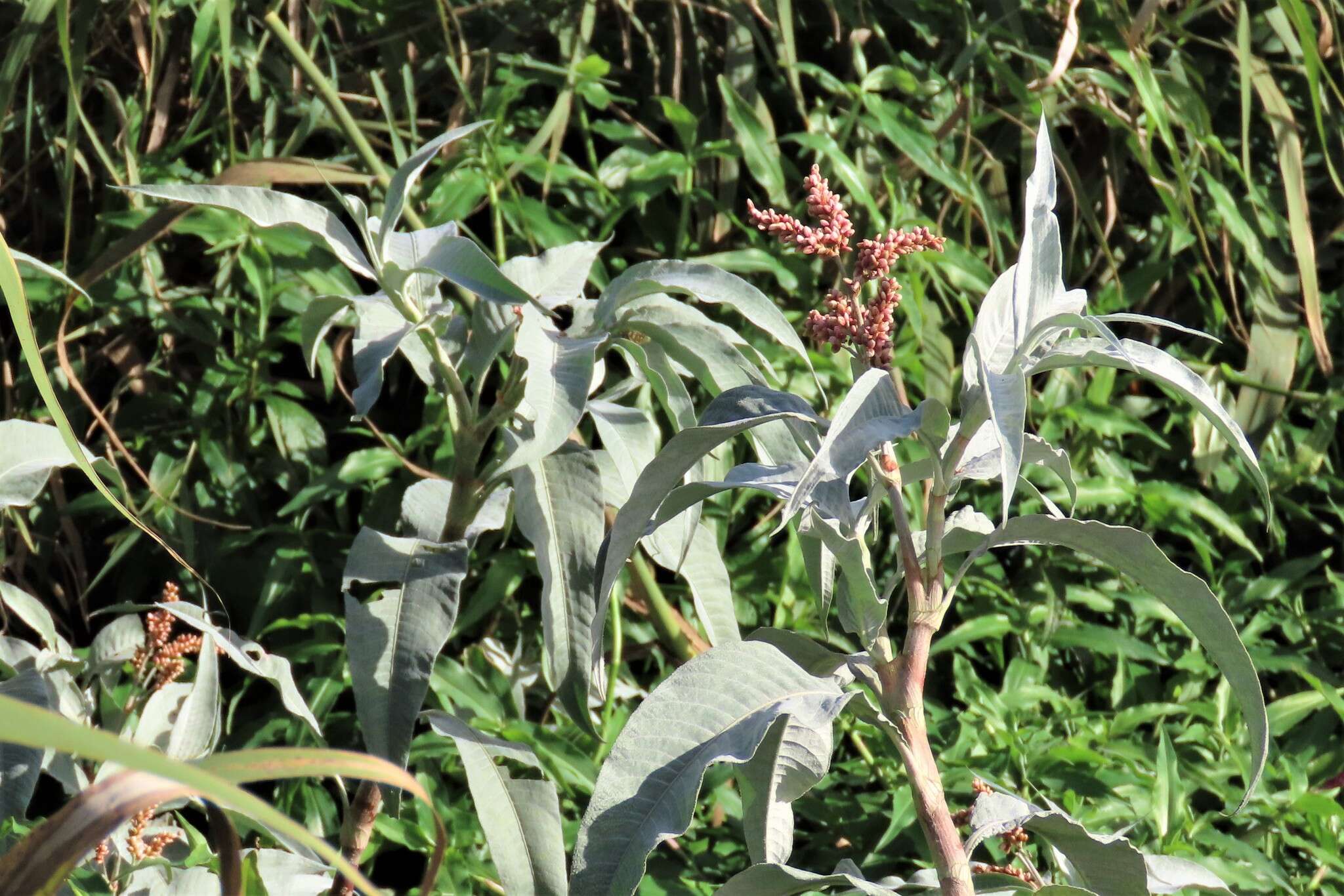 Image of Persicaria senegalensis albotomentosa (R. A. Grah.) K. L. Wilson