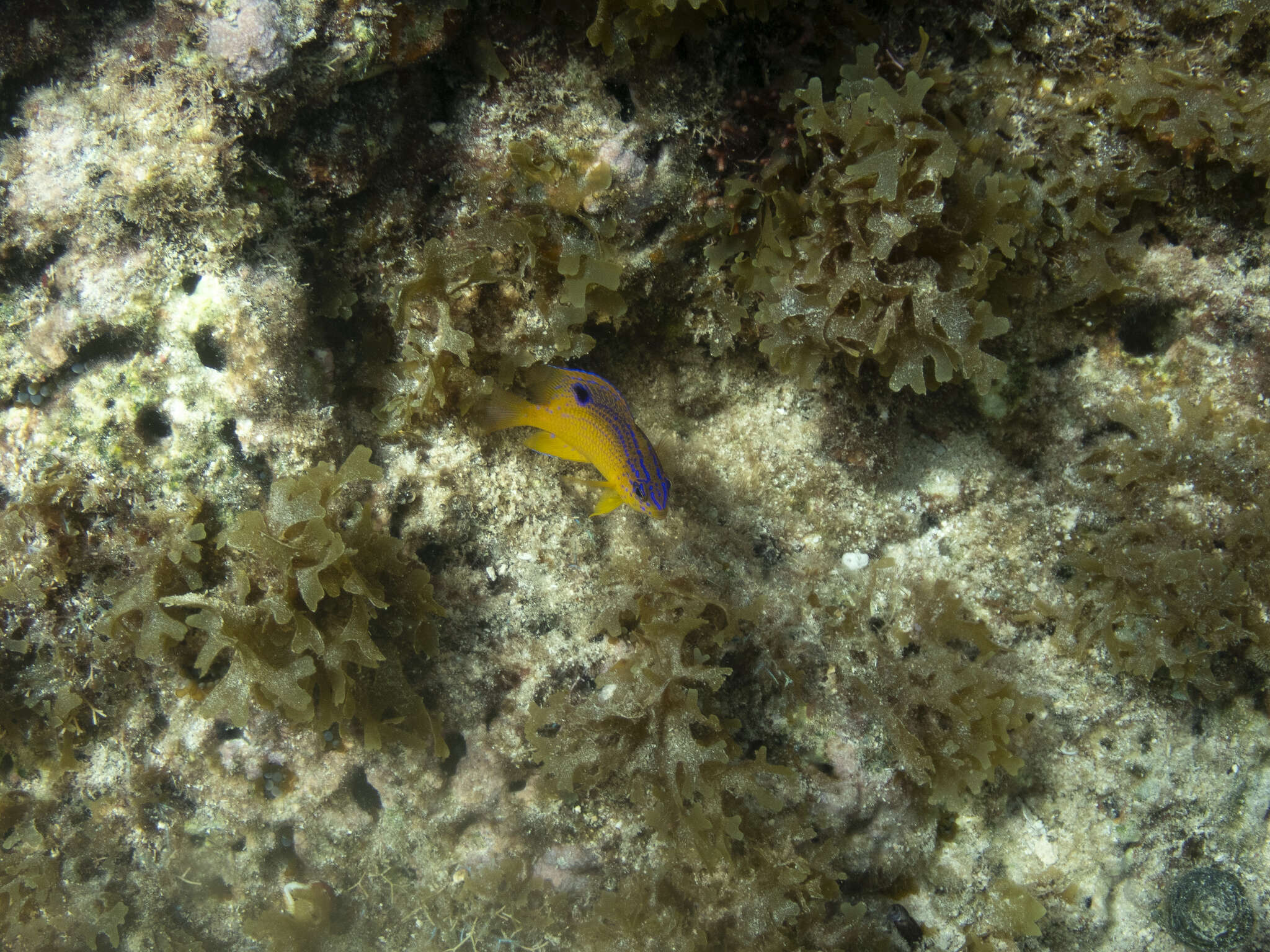 Image of Honey Damselfish