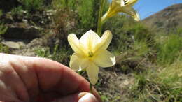 Image of Tritonia gladiolaris (Lam.) Goldblatt & J. C. Manning