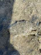 Image of lesser blue crab