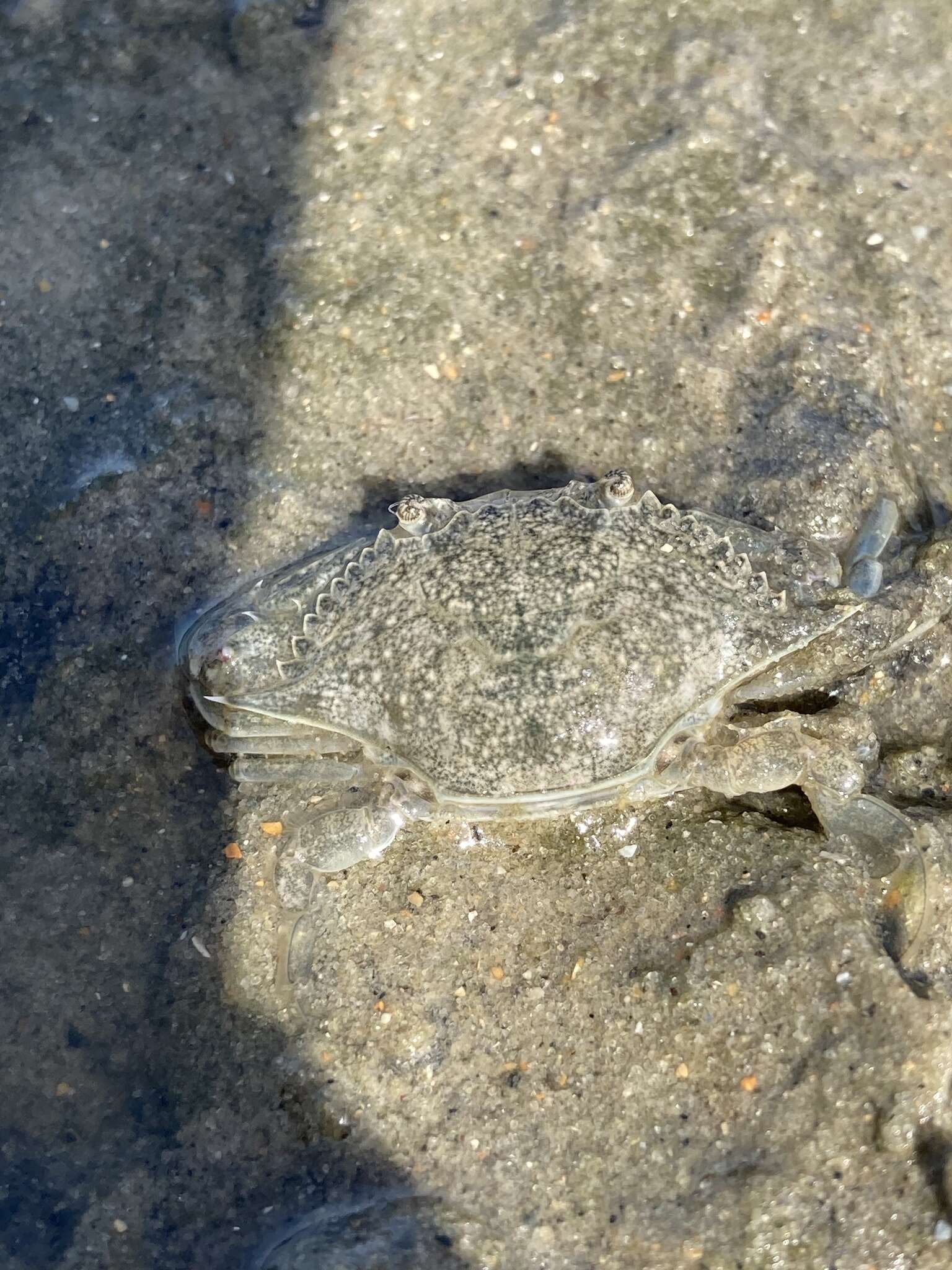 Image of lesser blue crab