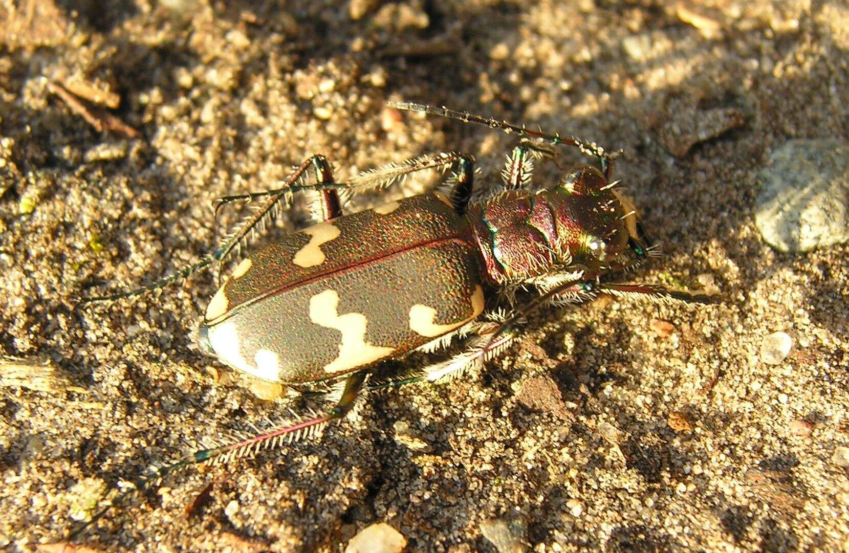 Image of Cicindela (Cicindela) hybrida hybrida Linnaeus 1758