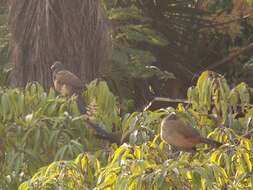 Image of Ortalis ruficauda ruficauda Jardine 1847