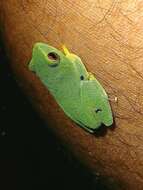 Image of Jayaram's bush frog