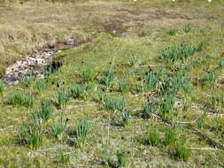 Image of Allium atrosanguineum Schrenk