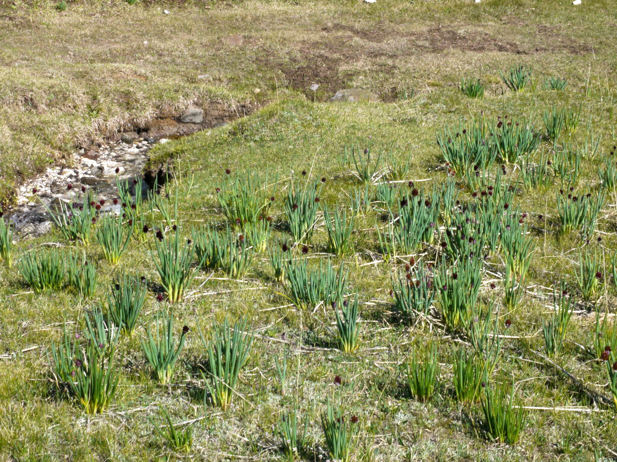 Image of Allium atrosanguineum Schrenk