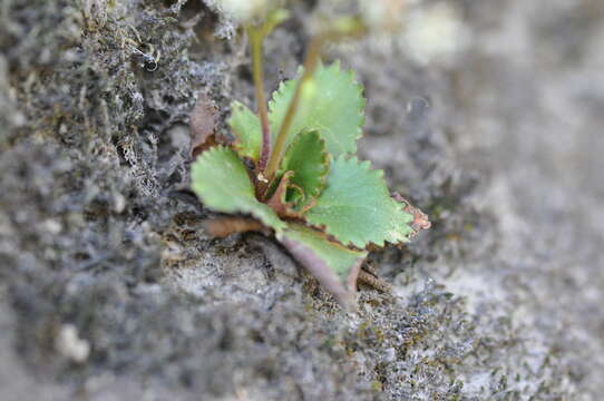 Image of rustyhair saxifrage