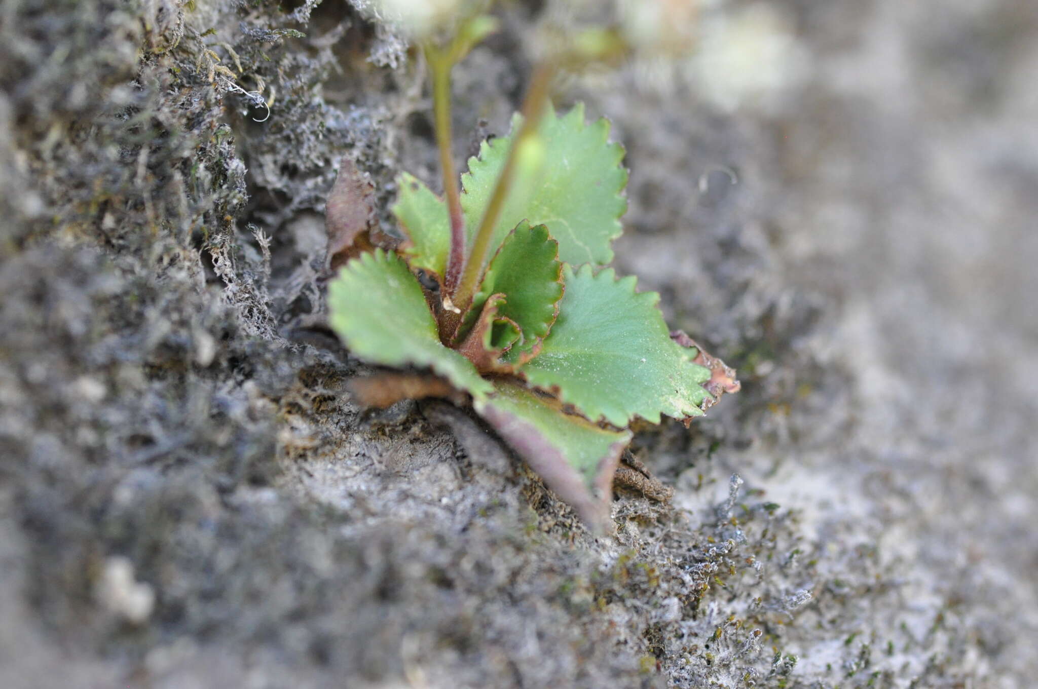 Plancia ëd Micranthes rufidula Small