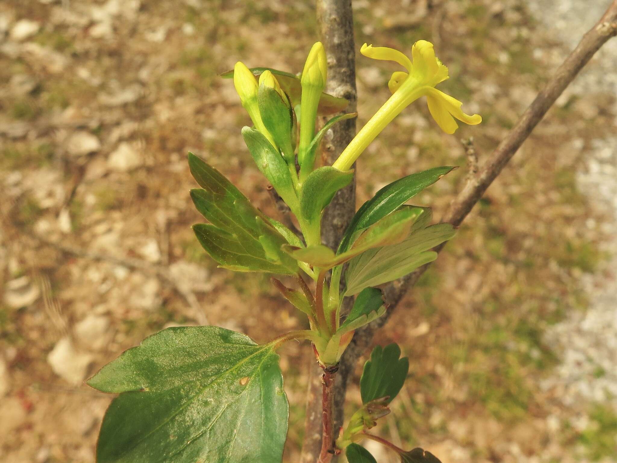 Sivun Ribes aureum var. villosum DC. kuva