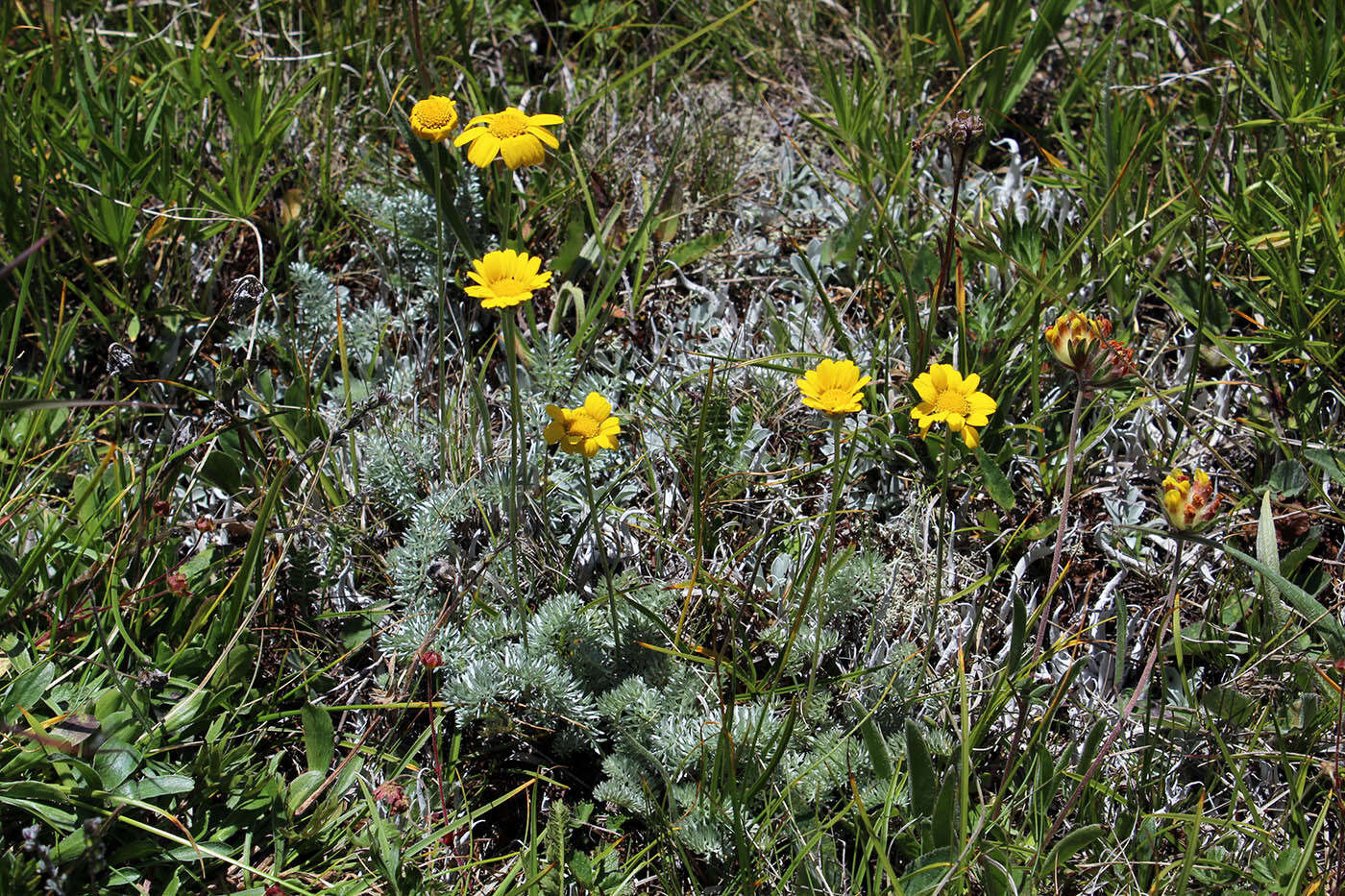 Image of Anthemis marschalliana Willd.