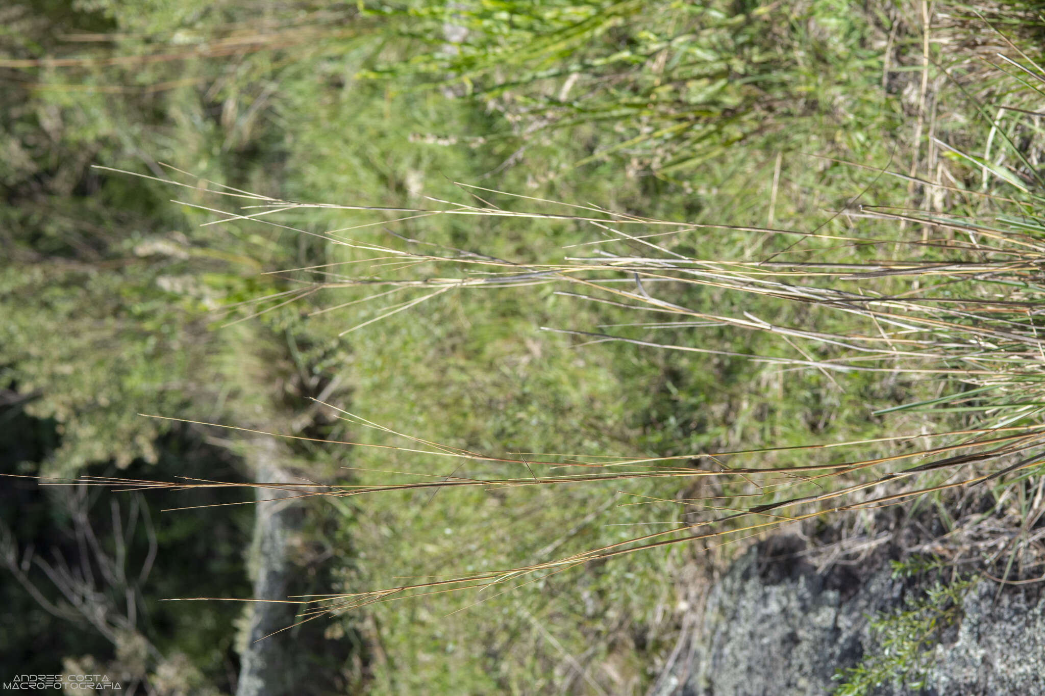 Plancia ëd Andropogon lateralis Nees