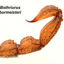 Image of Bothriurus burmeisteri Kraepelin 1894