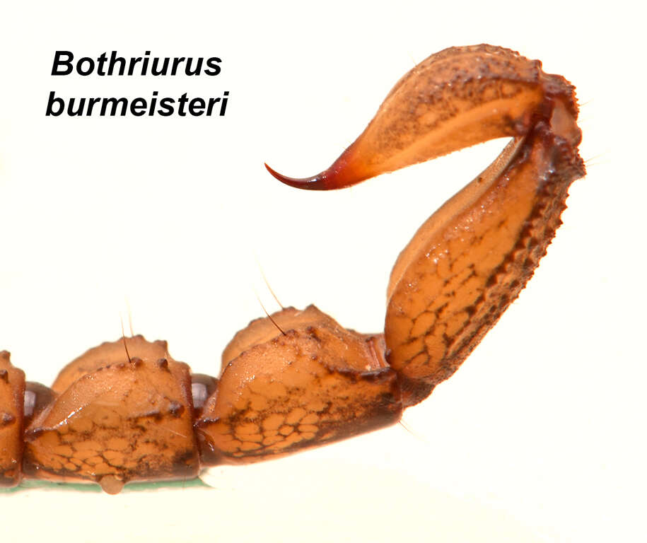 Image of Bothriurus burmeisteri Kraepelin 1894