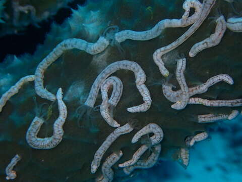 Image of Lampert's Sea Cucumber