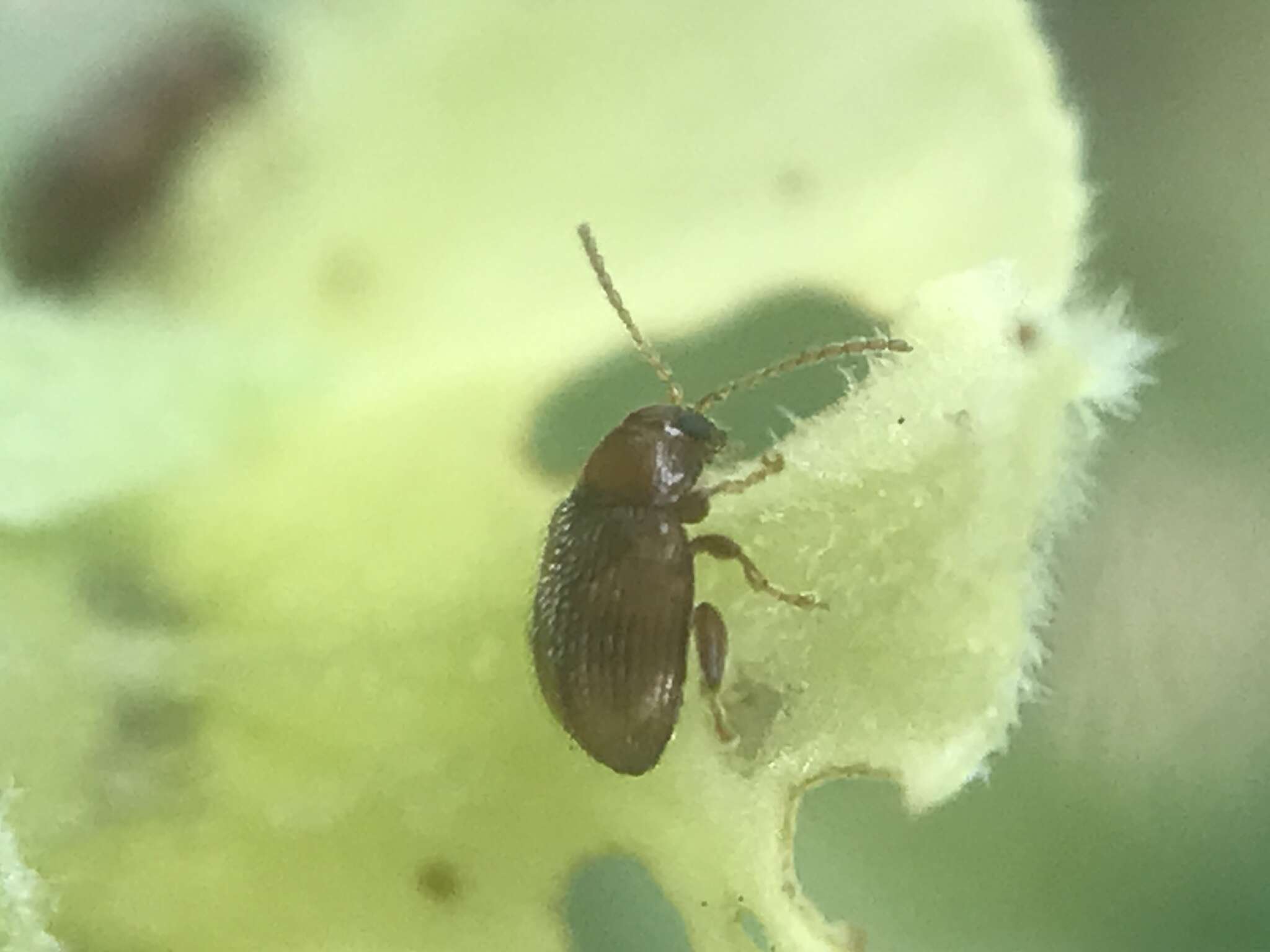 Image of Leaf beetle