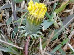 Image of Taraxacum sinicum Kitag.