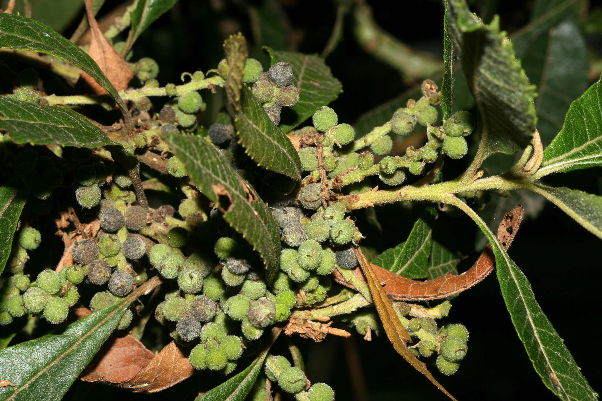 Plancia ëd Morella pubescens (Humb. & Bonpl. ex Willd.) Wilbur