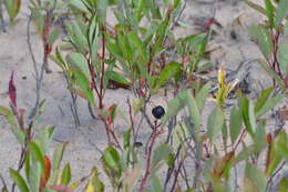 Image of Great Lakes sandcherry