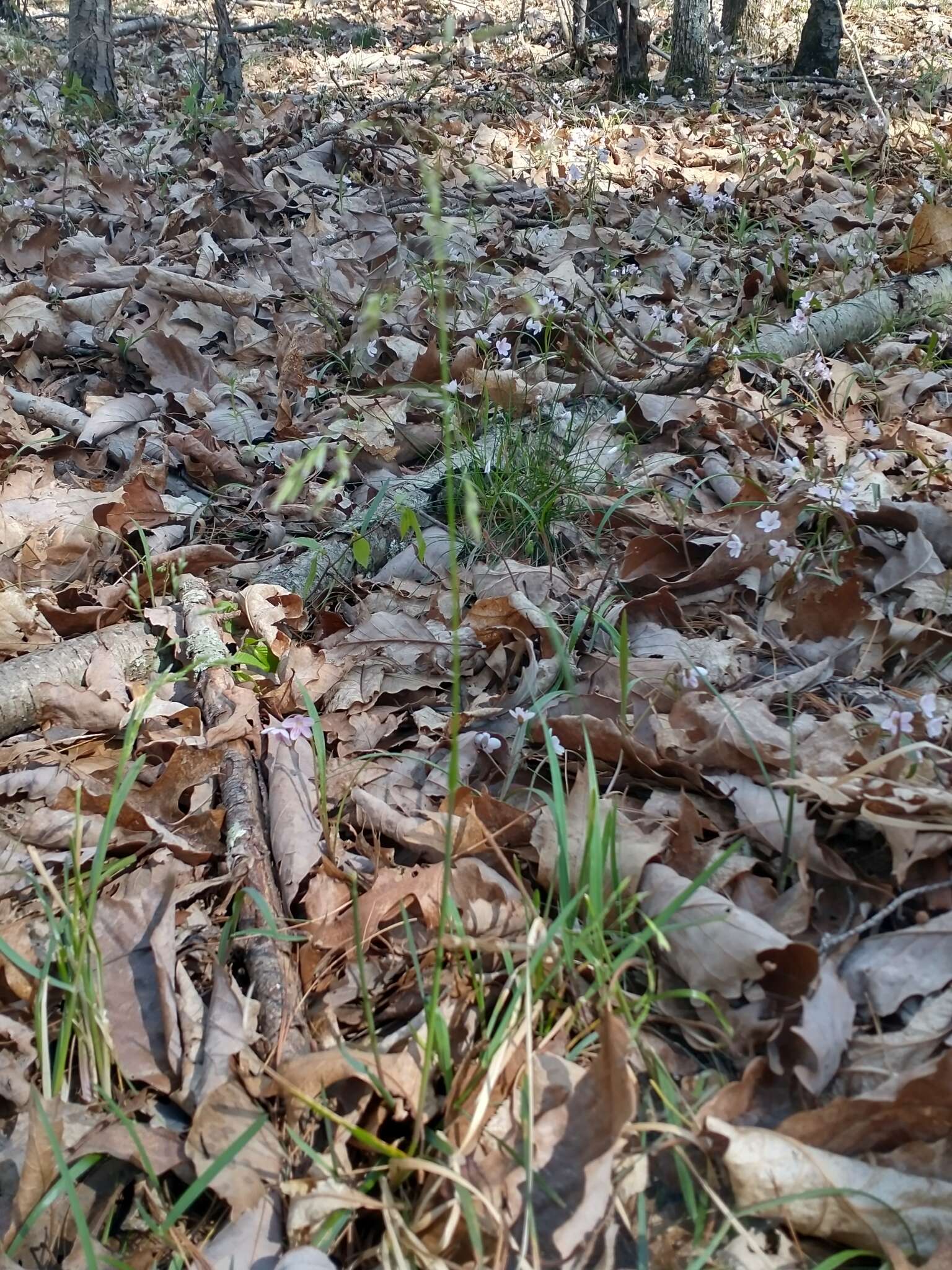 Image of early bluegrass