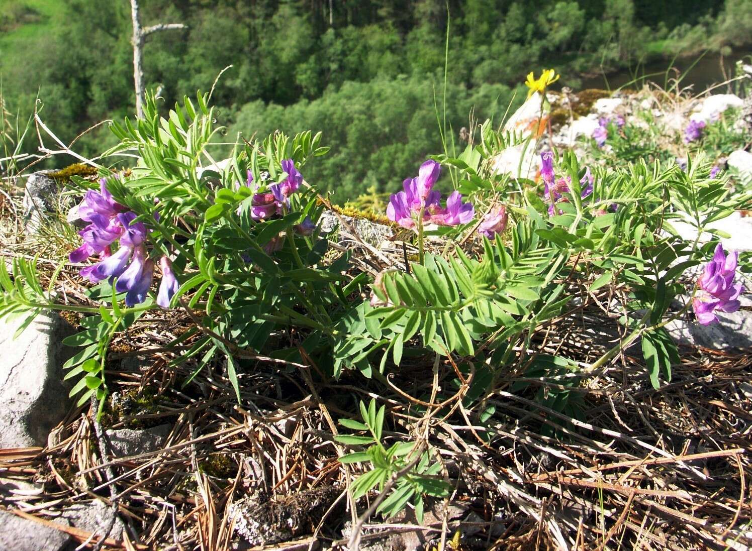 Imagem de Vicia uralensis